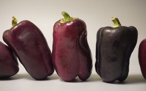 Eggplants on a gray background