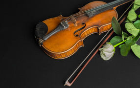 Деревянная скрипка с белой розой на черном столе
