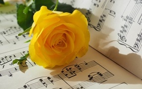 A yellow rose lies on a music notebook