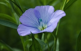 Blue flax flower in green grass