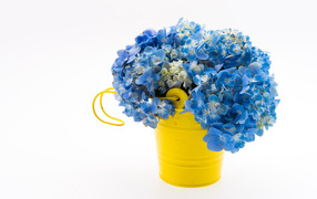 Blue hydrangea flowers in a yellow bucket on a white background