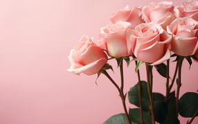 Букет нежных розовых  роз на розовом фоне