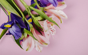 Bouquet of iris and alstroemeria flowers on a pink background