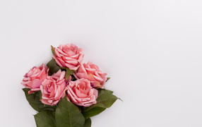 Bouquet of pink roses on a gray background, template