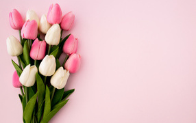 Bouquet of white and pink tulips on a pink background