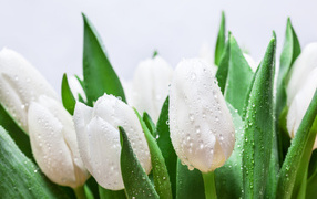 Букет белых тюльпанов с зелеными листьями в каплях дождя