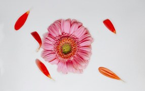 Delicate pink gerbera with petals on a gray background