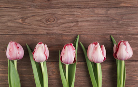 Five pink tulips on a wooden background, template