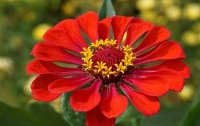 Large red zinnia flower