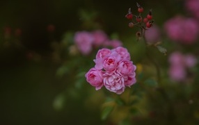 Small pink bush roses
