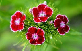 Мелкие красные цветы садовой гвоздики