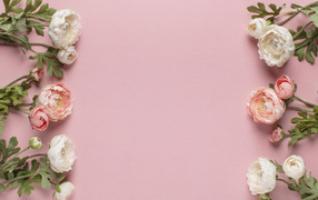 Белые и розовые лютики на розовом фоне, шаблон 