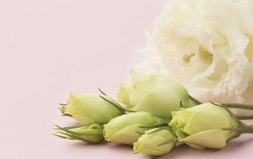White eustoma flowers on a pink background close-up
