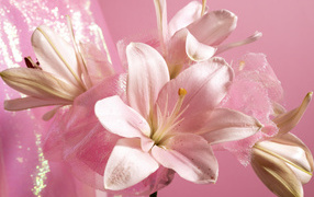 Белые лилии на розовом фоне крупным планом