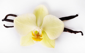 Белый цветок орхидеи с ванилью на белом фоне