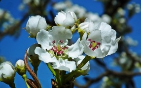 Белые цветы груши на ветке весной