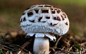 Большой гриб шампиньон на земле