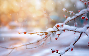 Ветка с красными ягодами  в снегу зимой