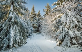 Tall snow-covered green spruce trees in the forest