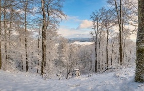 Вид на белый заснеженный зимний лес