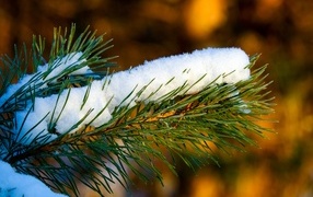 White snow on a green pine branch