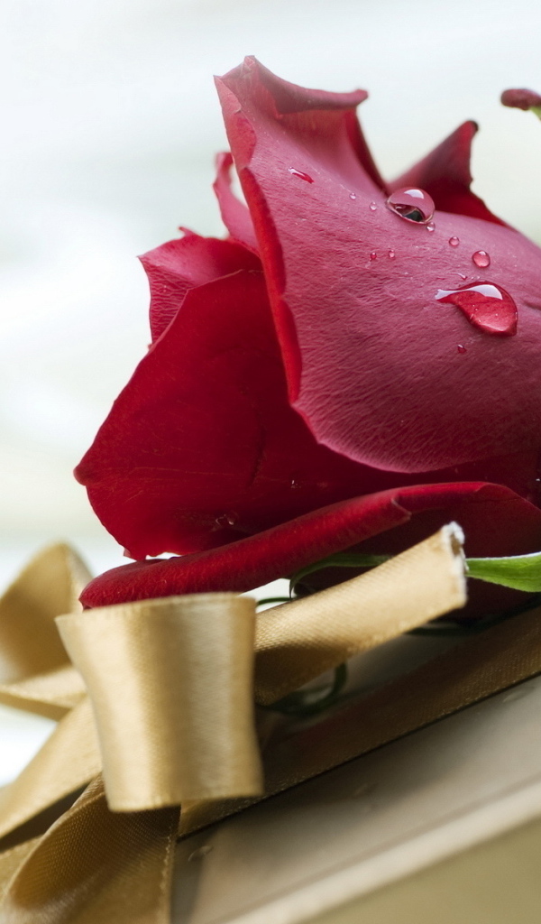 Красная роза и подарок на день рождения