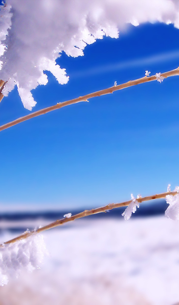 	   Branch in the snow