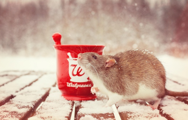 Rat with a cup of tea in the snow, a symbol of the new year 2020