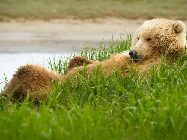 Animals_Bears_Bear_in_the_grass_033812_29.jpg