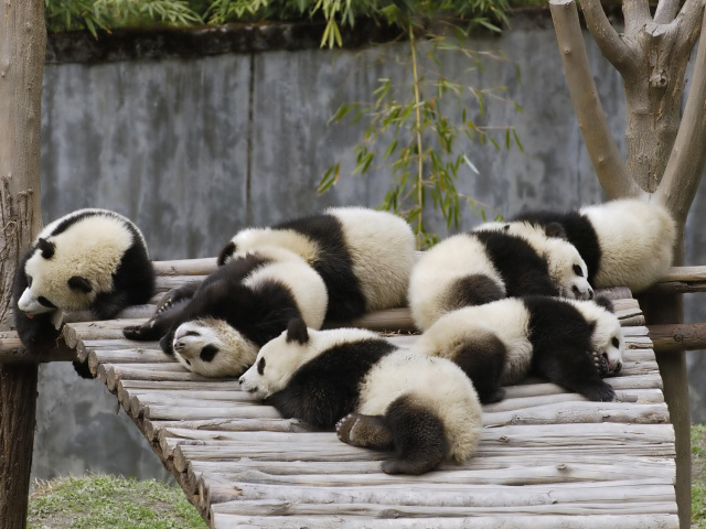 Animals_Beasts_Sleeping_pandas_023512_29.jpg