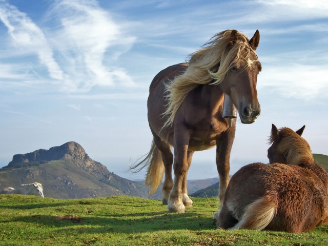 Horse Desktop Wallpaper