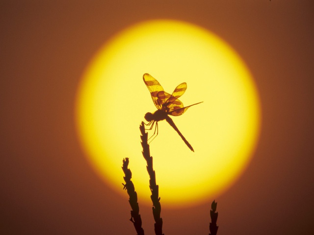 http://www.zastavki.com/pictures/640x480/2012/Animals_Insects_Dragonfly_in_the_sun_018006_29.jpg