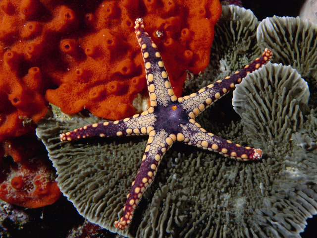 Beautiful starfish wallpapers and images - wallpapers, pictures, photos