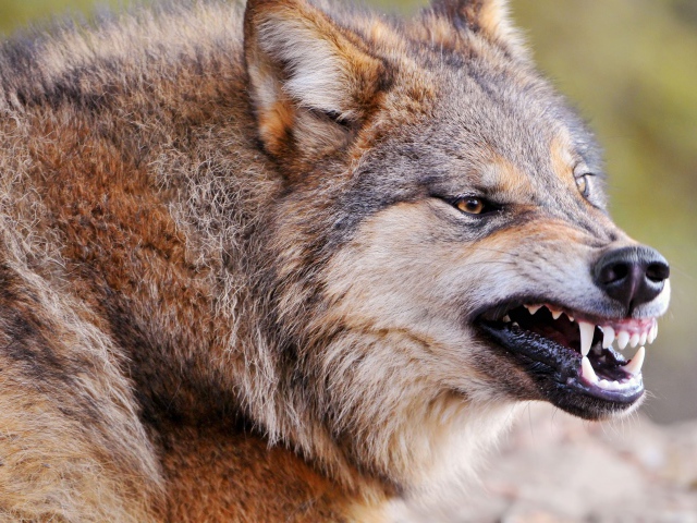 Growling wolf wallpapers and images - wallpapers, pictures, photos