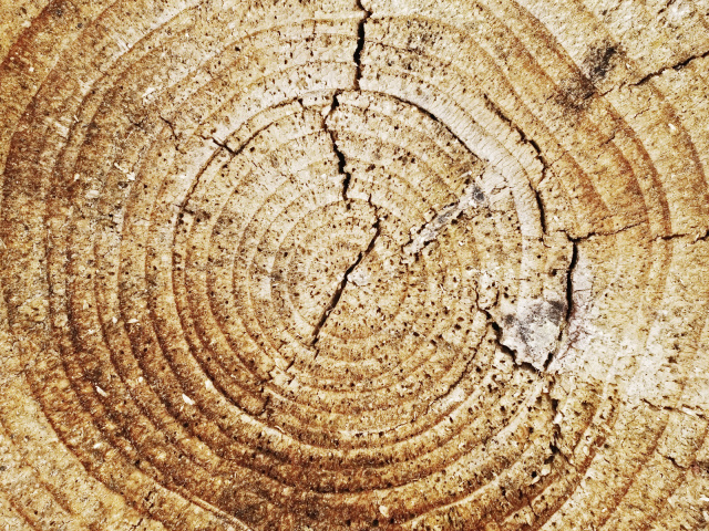 Tree Rings wallpapers and images - wallpapers, pictures, photos