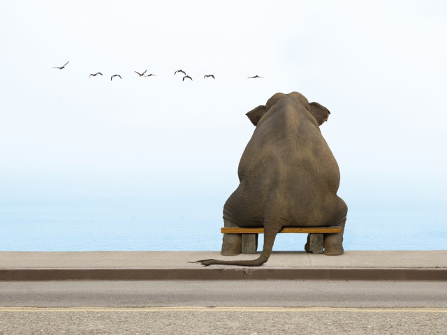 http://www.zastavki.com/pictures/640x480/2012/Funny_wallpapers_Elephant_on_a_small_bench_022985_29.jpg