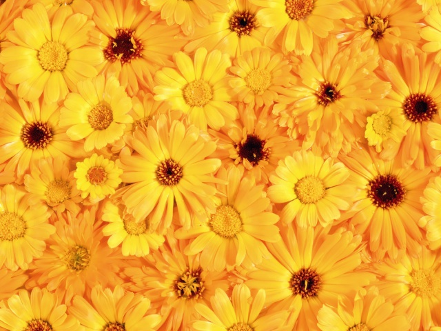 http://www.zastavki.com/pictures/640x480/2012/Nature_Flowers_The_beautiful_yellow_flowers_019428_29.jpg