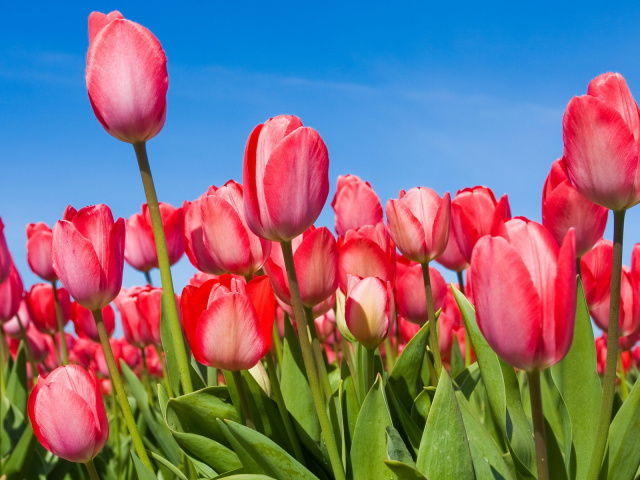 Nature_Flowers_pink_Tulips_033391_29.jpg