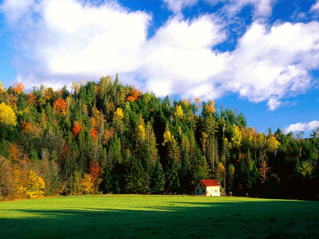 http://www.zastavki.com/pictures/640x480/2012/Nature_Forest__000645_29.jpg