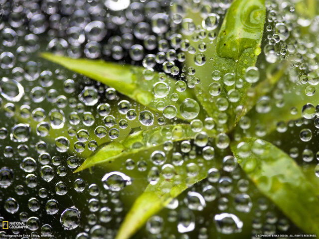 Plant Under Water