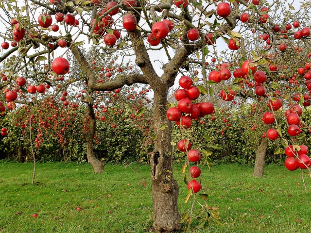 Nature_Seasons_Autumn_Autumn_Red_Apples_034850_29.jpg