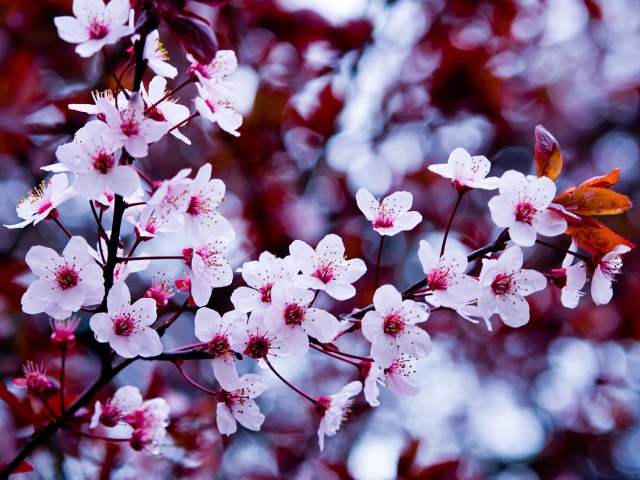 Nature_Seasons_Spring_Spring_bloom_015641_29.jpg