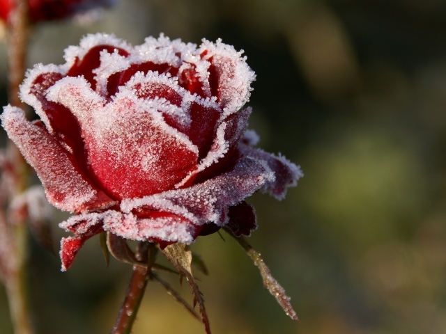 Rose in snow wallpapers and images - wallpapers, pictures, photos