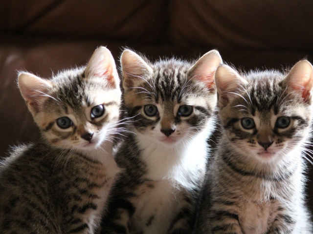 2013Animals___Cats_Three_little_kitten_042340_29.jpg