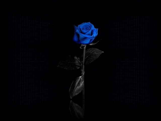 Blue And Black Rose - Blue Rose Wallpapers - Wallpaper Cave