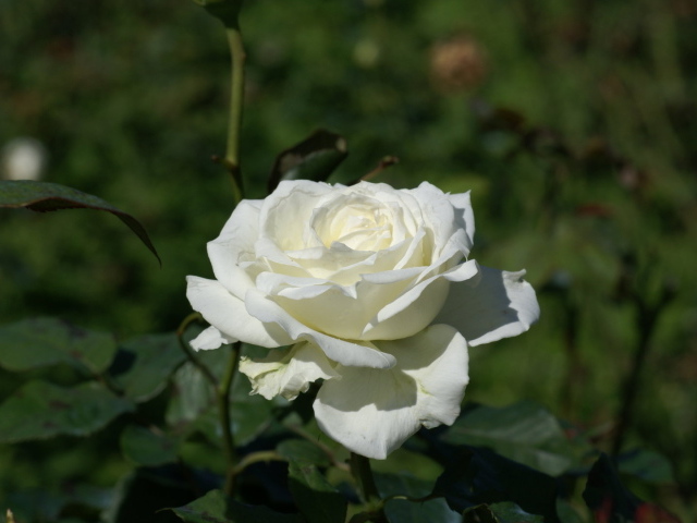 White rose blossomed in the garden wallpapers and images - wallpapers