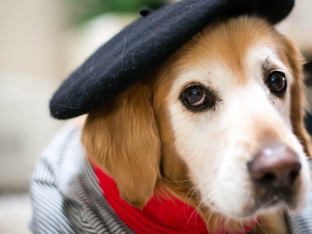 Dog In A Black Beret Wallpapers And Images - Wallpapers, Pictures, Photos