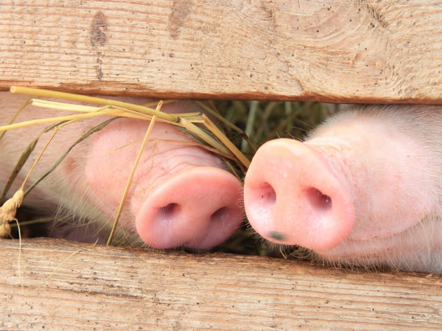 Piglet two pigs behind a fence wallpapers and images - wallpapers