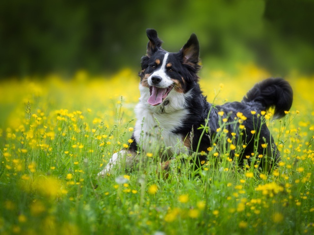 cheerful-dog-breed-english-shepherd-in-the-field-wallpapers-and-images