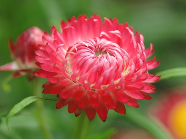 Red aster flower wallpapers and images - wallpapers, pictures, photos